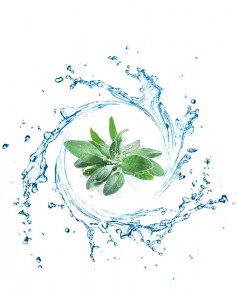 Ανθόνερο Φασκόμηλο